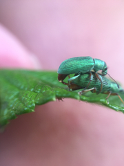 Polydrusus formosus