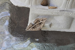 Lesmone griseipennis