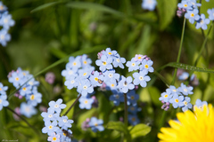 Myosotis sylvatica