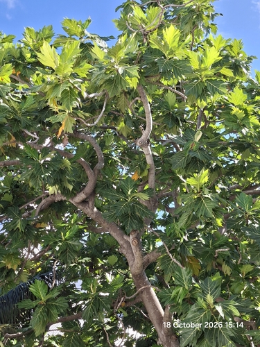 Artocarpus altilis observed 2026-10-18