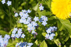 Myosotis sylvatica