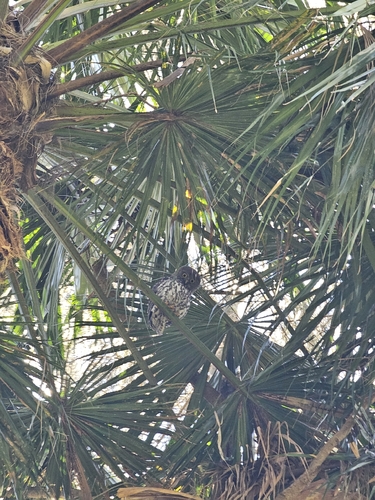 Ninox connivens, 2026-10-18