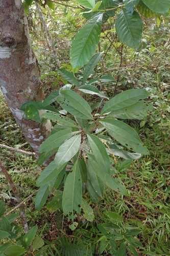 Turpinia ternata observed 2026-09-26
