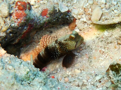 Cryptocentrus cinctus observed 2026-09-30