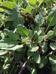 Eriogonum latifolium