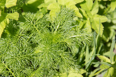 Tripleurospermum inodorum