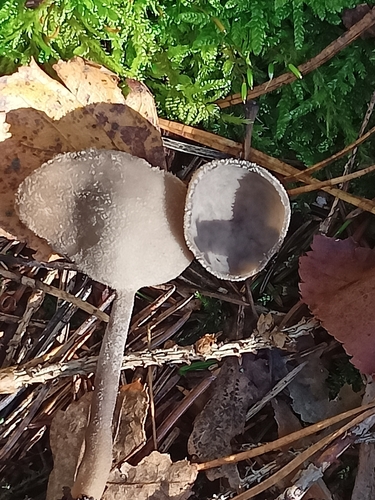 Helvella macropus, 2026-10-18