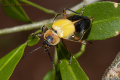 Chauliognathus expansus