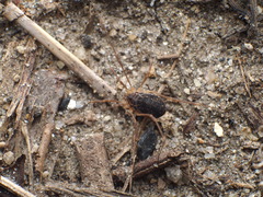 Paraumbogrella pumilio