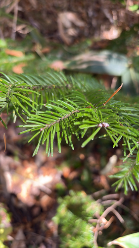 Abies sachalinensis, 2026-10-18