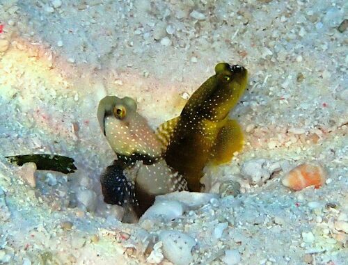 Cryptocentrus cinctus observed 2026-09-18