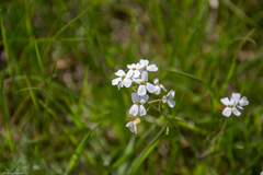 Arabidopsis arenosa