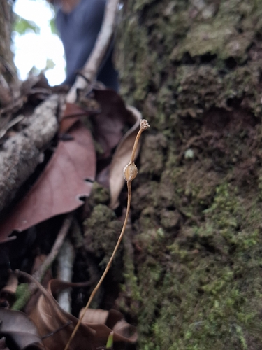 Exacum observed 2026-10-17