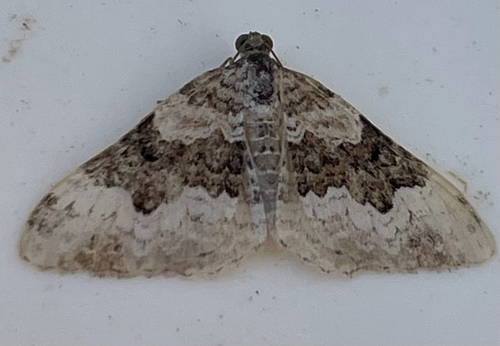 Galium Carpet