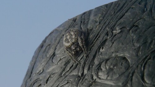Walnut Orbweaver