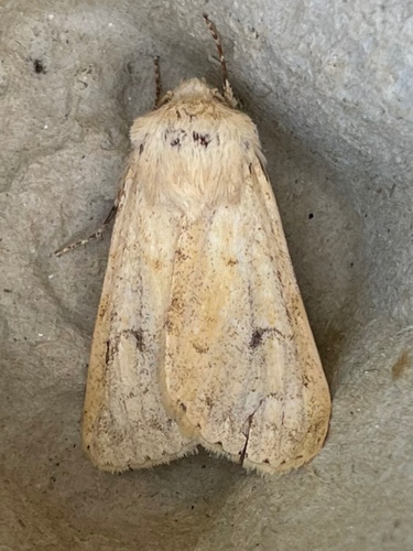 Dichagyris constanti