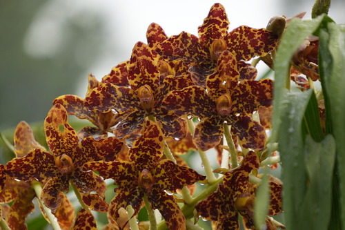 Grammatophyllum observed 2026-10-18