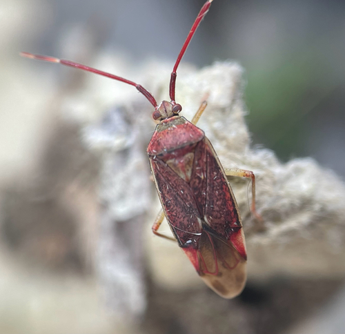 Hazel bug
