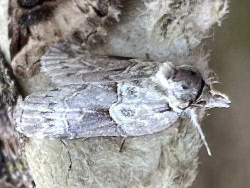 Nycteola siculana