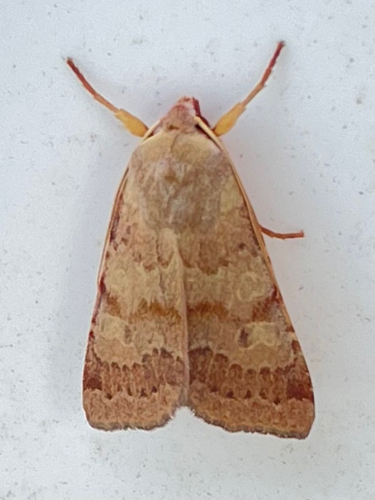 Flounced Chestnut