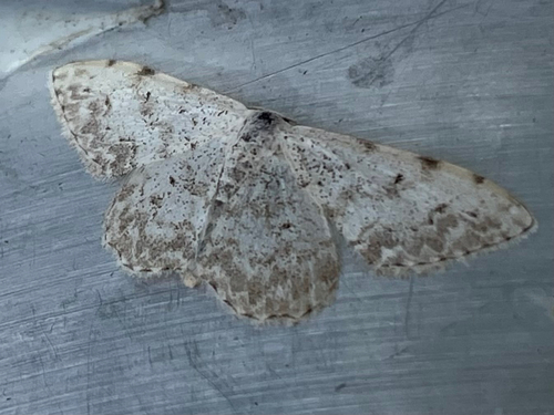 Scopula submutata