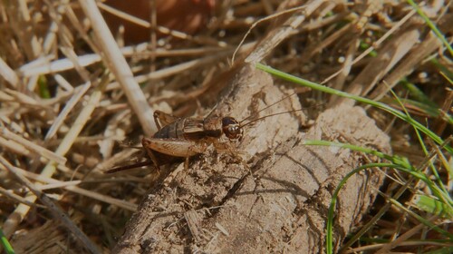 Wood Cricket
