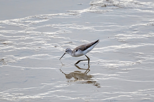 iNaturalist image