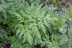 Anthriscus sylvestris