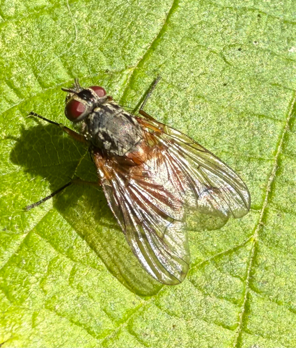 Phaonia subventa
