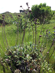 Eriogonum latifolium