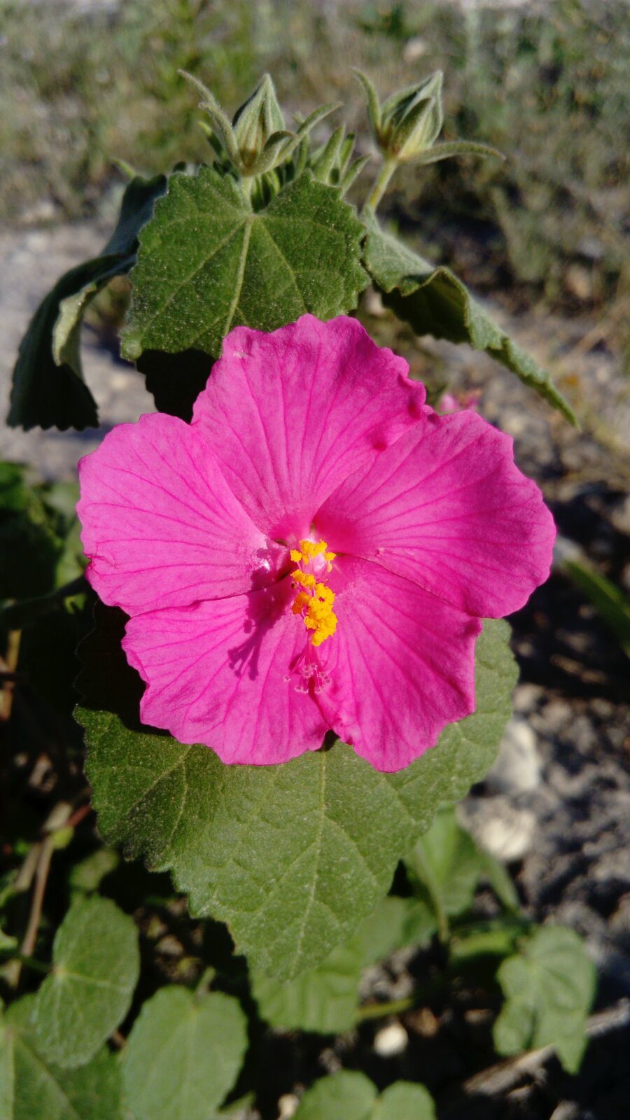 Pavonia