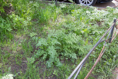 Anthriscus sylvestris