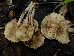 Pholiota subflammans