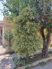 Ficus benjamina