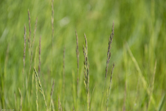 Poaceae