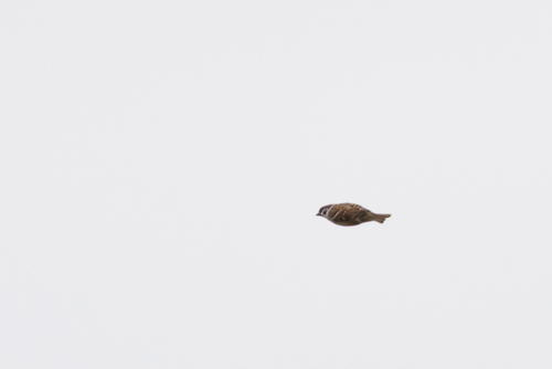 Eurasian Tree Sparrow