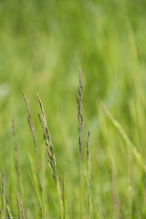 Poaceae