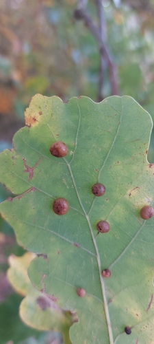 Pea Gall Wasp