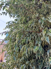 Ficus benjamina