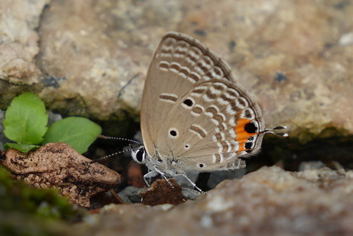 Luthrodes pandava
