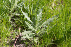 Cirsium arvense