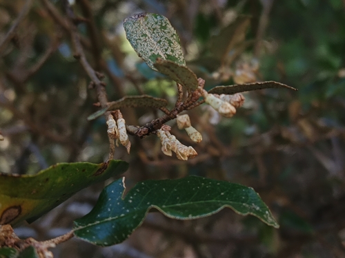 Elaeagnus glabra observed 2026-10-18