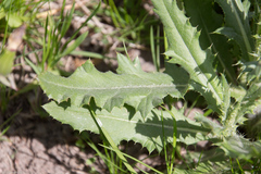 Cirsium arvense