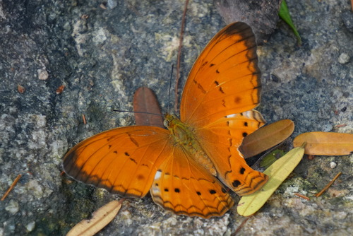 Cirrochroa tyche