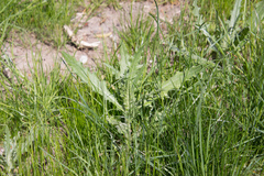 Cirsium arvense