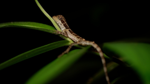Malayan Crested Lizard