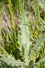 Cirsium arvense