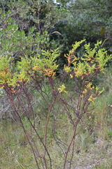 Hypericum cuatrecasii