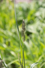 Dactylis glomerata