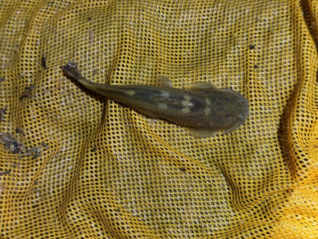 Tremeuchiloglanis posteranalis